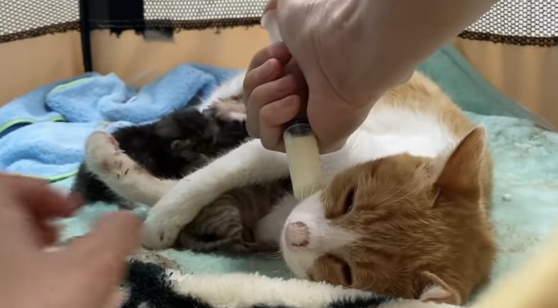 栄養補給をする母猫