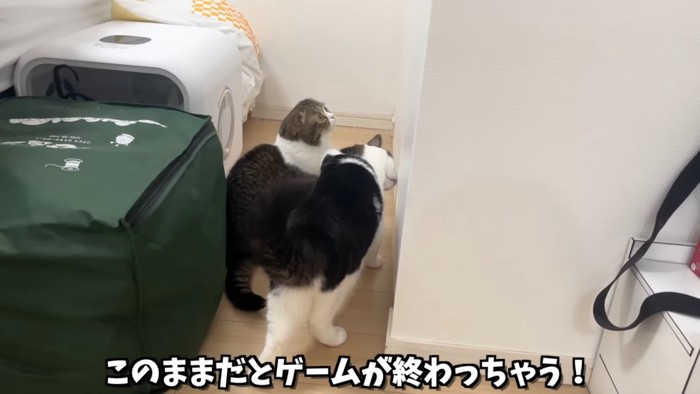 クローゼットの前にいる2匹の猫