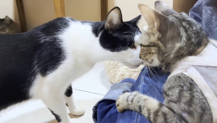 ミュウくんとほたるちゃん