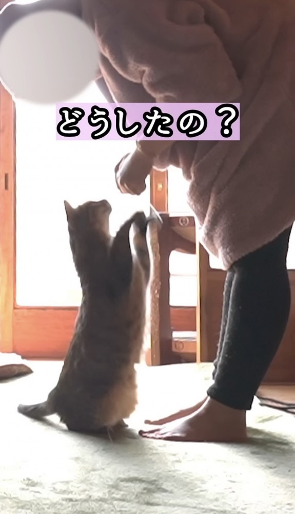 立ち上がる猫