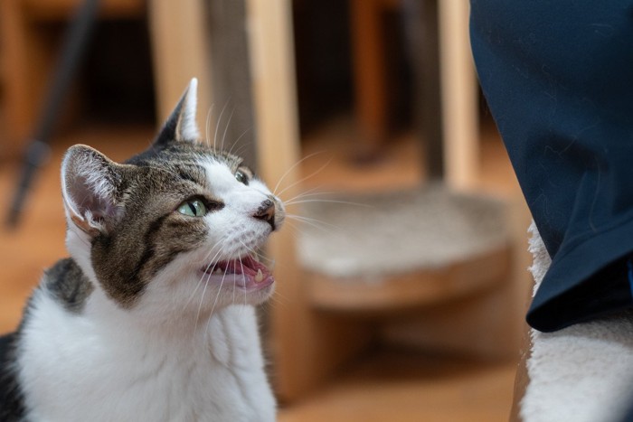 人のそばで鳴く猫