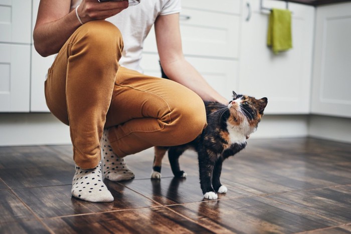 お尻をトントンされて喜ぶ猫