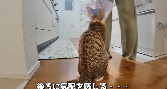 座っている猫