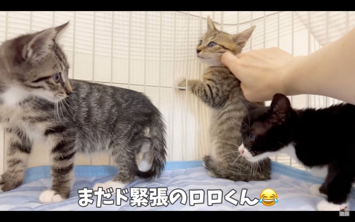 なでられる子猫