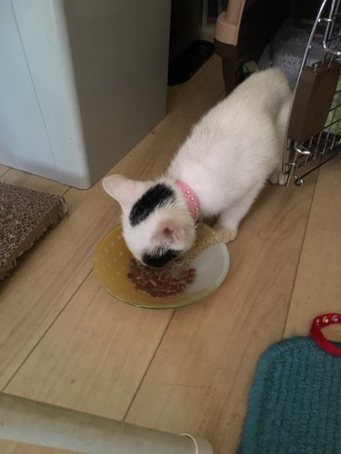 ご飯を食べる猫