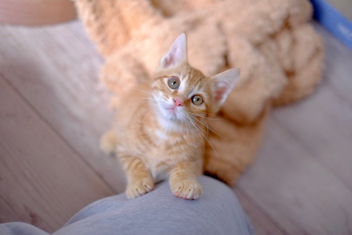 上目遣いで見つめる猫