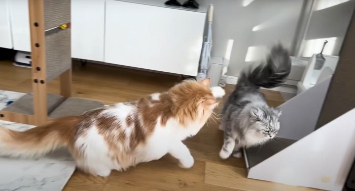 叩こうとする猫と逃げる猫