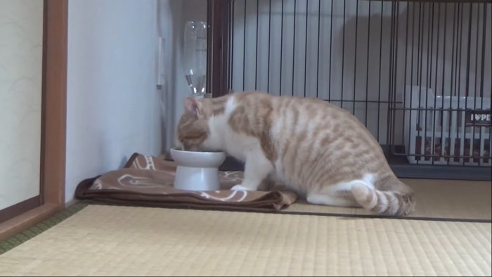 食事中の猫