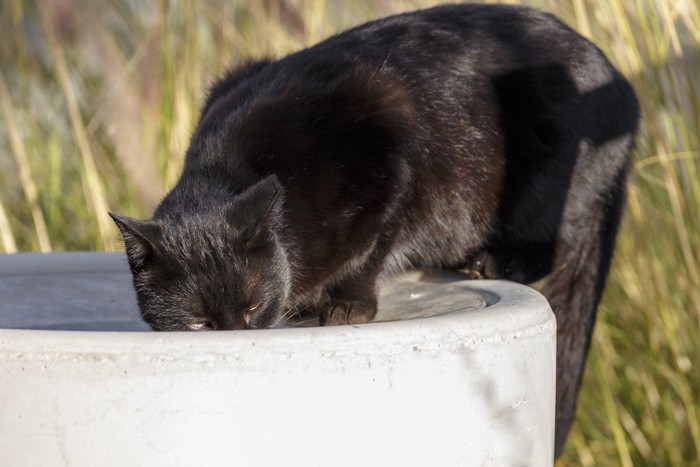 ゴミ箱のニオイを嗅ぐ黒猫