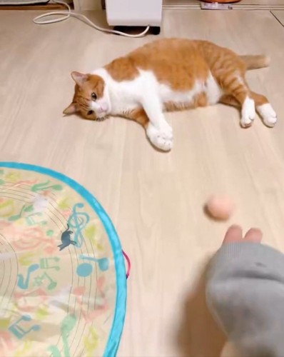 寝転がる猫