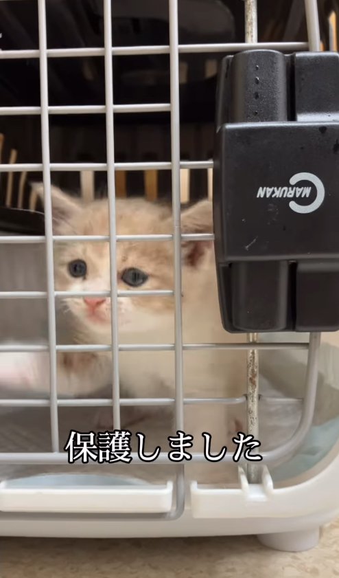 クレートの中にいる子猫