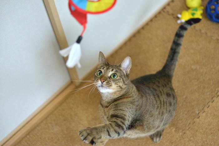 おもちゃに飛びかかろうとする猫