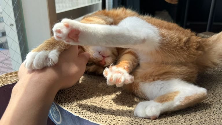 室内にいる猫
