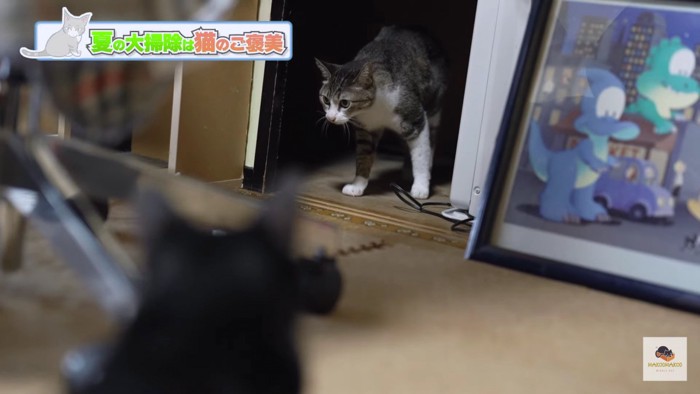 黒猫の後頭部と出てくるキジシロ