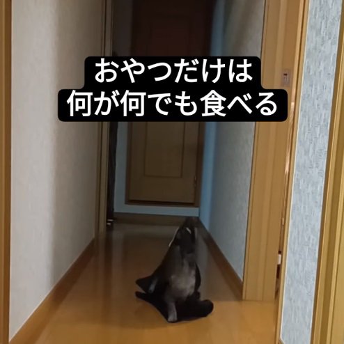 ネットの中に入った猫5