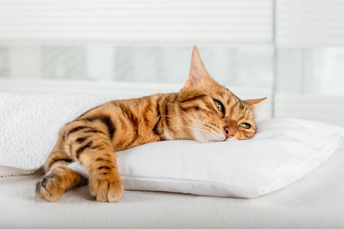 枕に頭を乗せて眠る猫