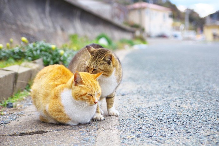 毛づくろいする二匹の猫