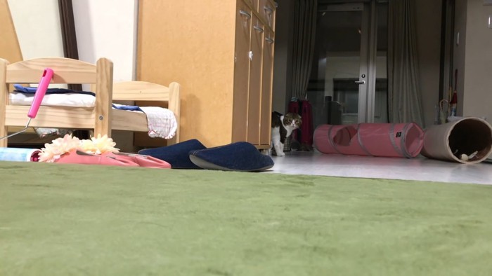 遠くにいる猫