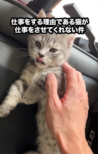 舌を出す猫