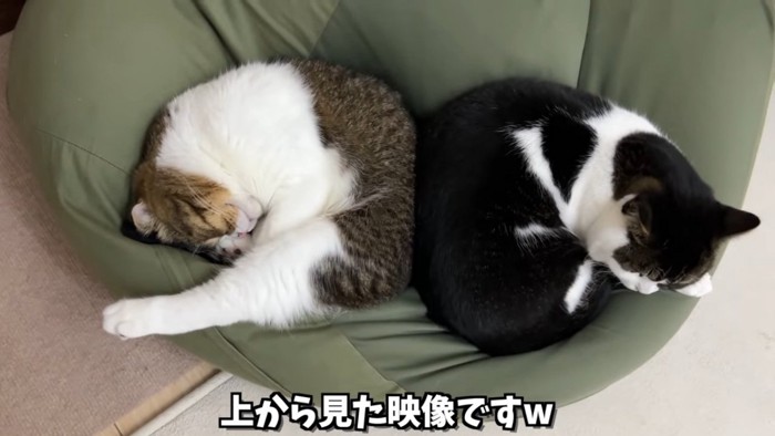 上から見た寝ている2匹の猫