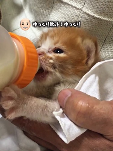 体を支えられながらミルクを飲む子猫