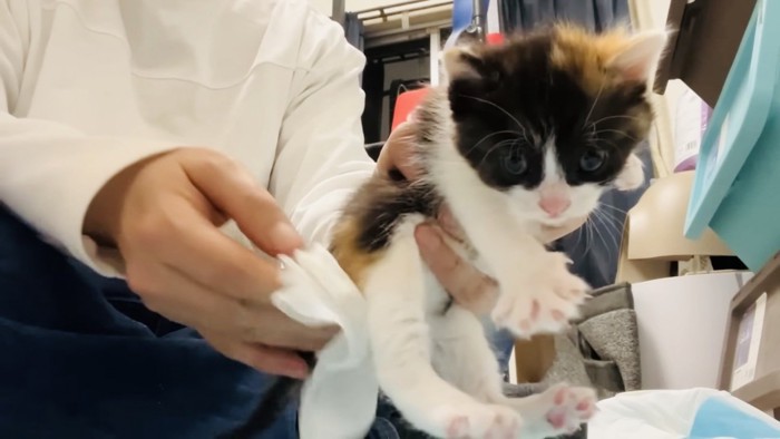 三毛子猫の排泄を促す父ちゃん