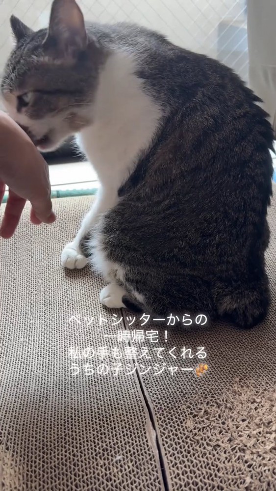 人の手をなめる猫