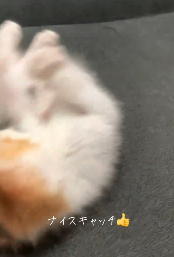 ソファから落ちる子猫