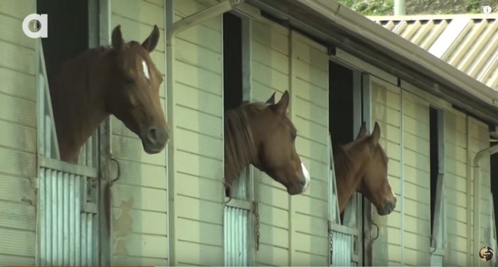 3頭の馬