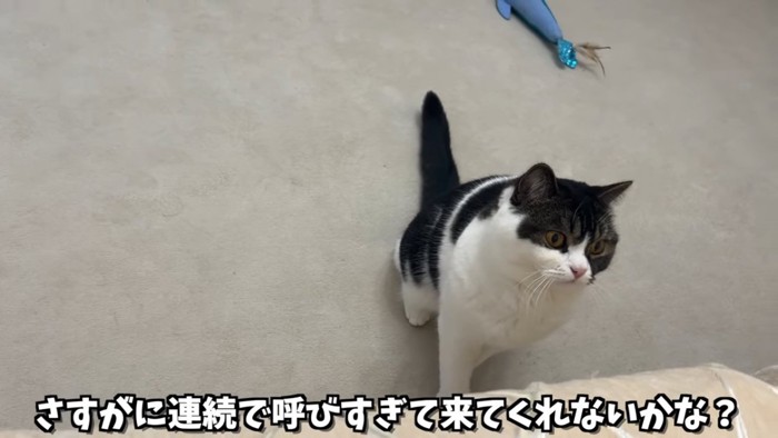 おすわりする猫