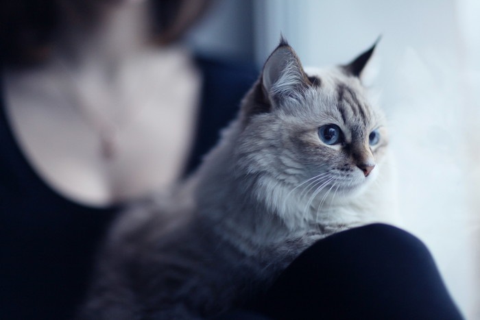 膝の上に座る猫の写真