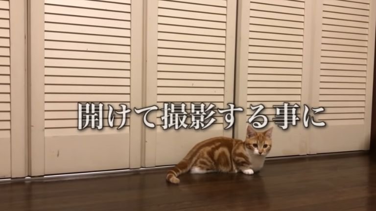 クローゼット前に座る猫