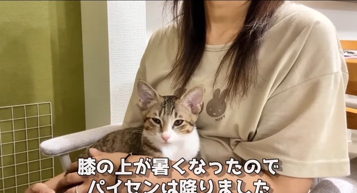 膝の上の猫