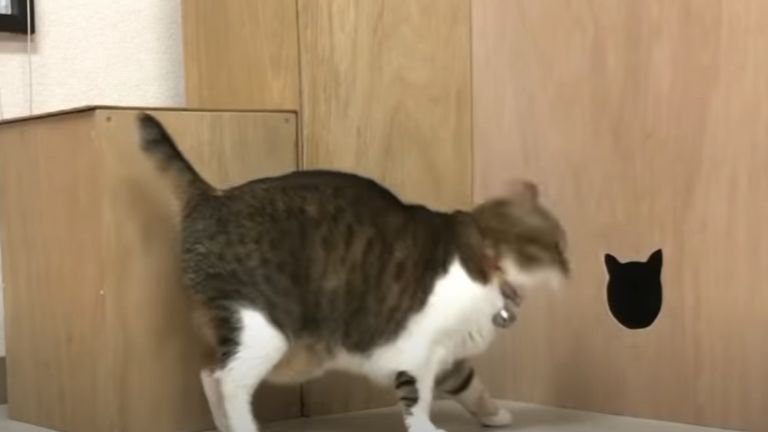 小さい猫型の穴に入ろうとする猫