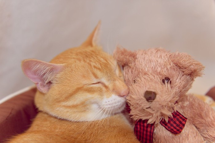 茶色の猫と熊のぬいぐるみ