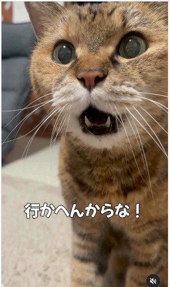 口を開けている猫