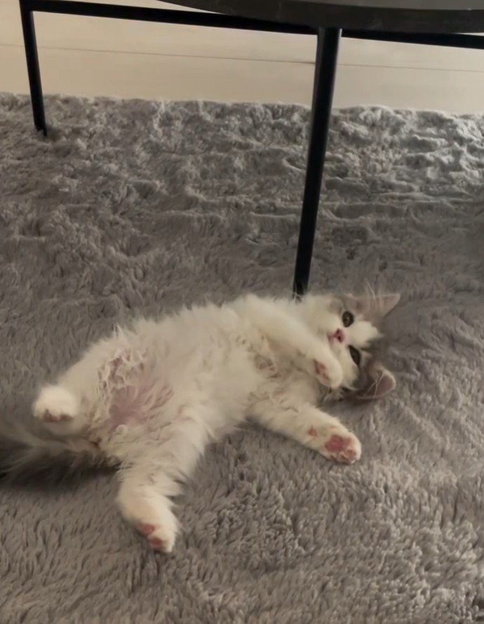 少し上向く猫