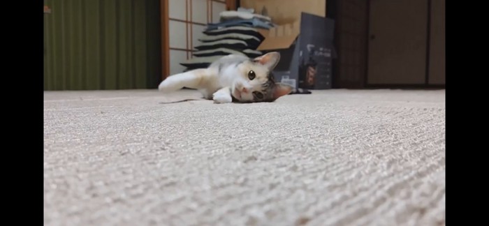 カーペットを這うハチワレ猫