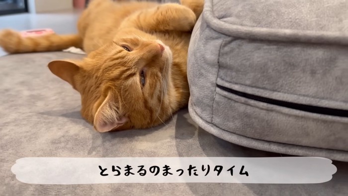 テロップ「とらまるのまったりタイム」