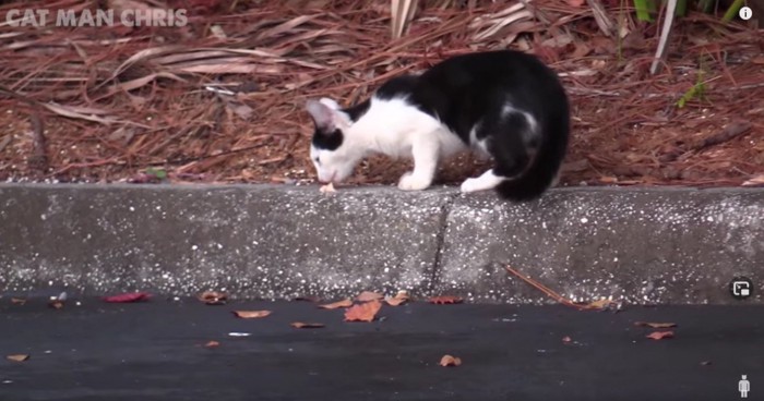 縁石の上の餌を食べる猫