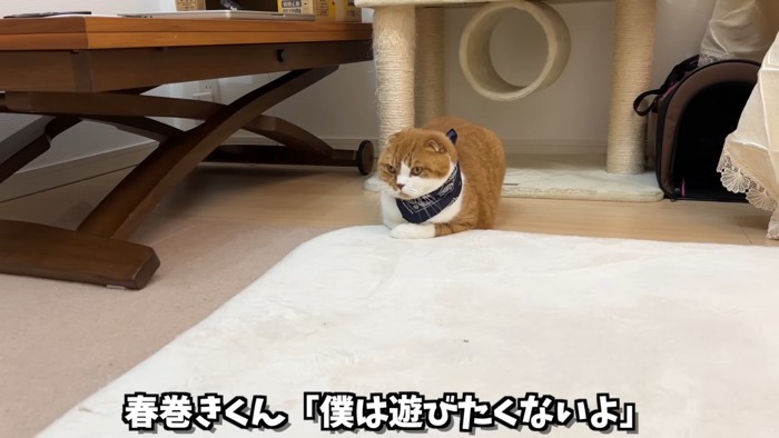 香箱座りの猫