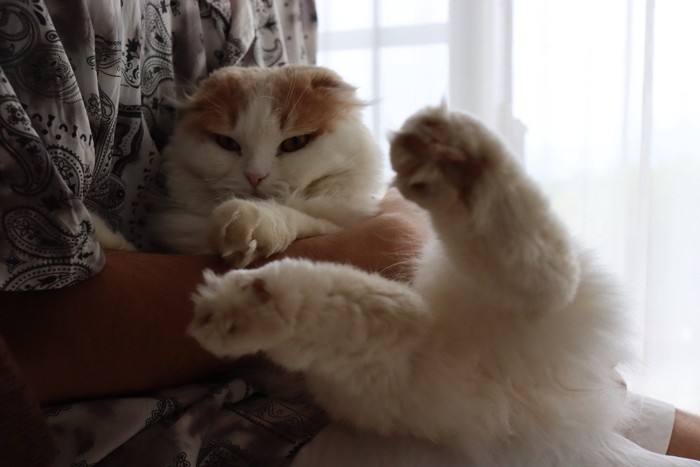 抱っこされている猫