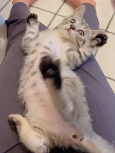 仰向けで体をひねる猫