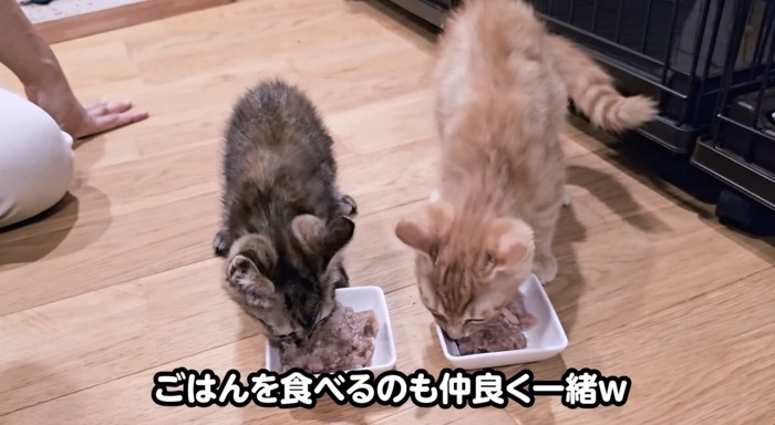 一緒にご飯を食べる2匹