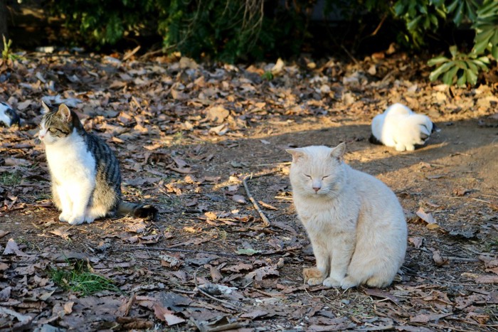 一定の距離を保つ猫たち