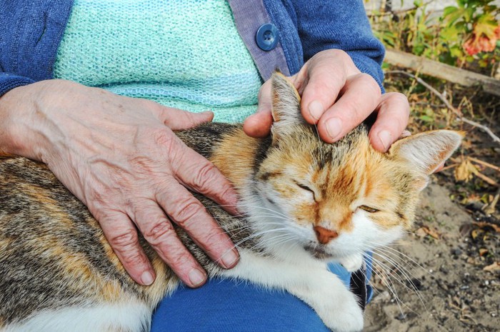 飼い主の膝に乗って甘える猫