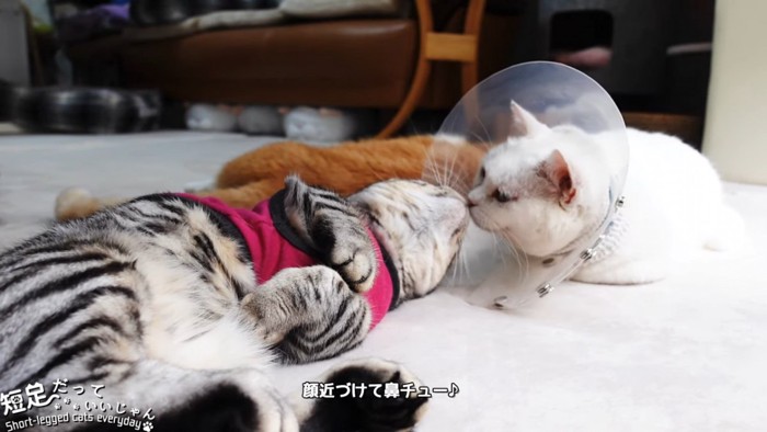 鼻を合わせる2匹の猫