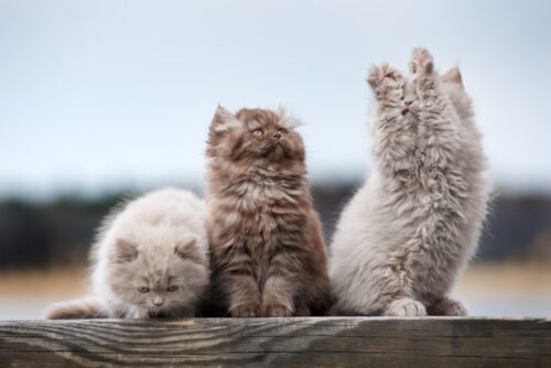 色々な毛色のブリティッシュロングヘアの子猫