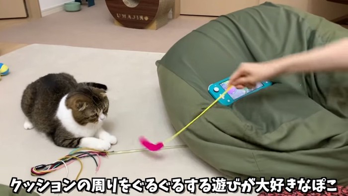 猫じゃらしを見る猫