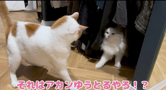 向かい合う猫